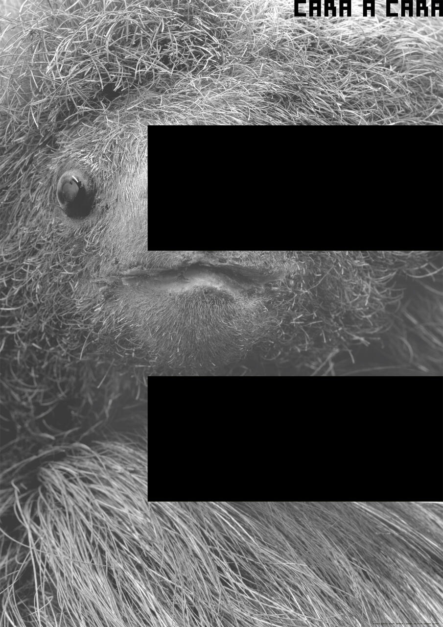 Close-up black and white photograph of a sloth's face, focusing on its textured fur, small nose, and dark, round eye.