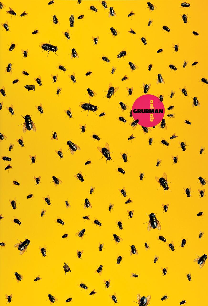 Numerous black flies scattered on a bright yellow background. A pink circular logo with "GRUBMAN" text is present among the flies.