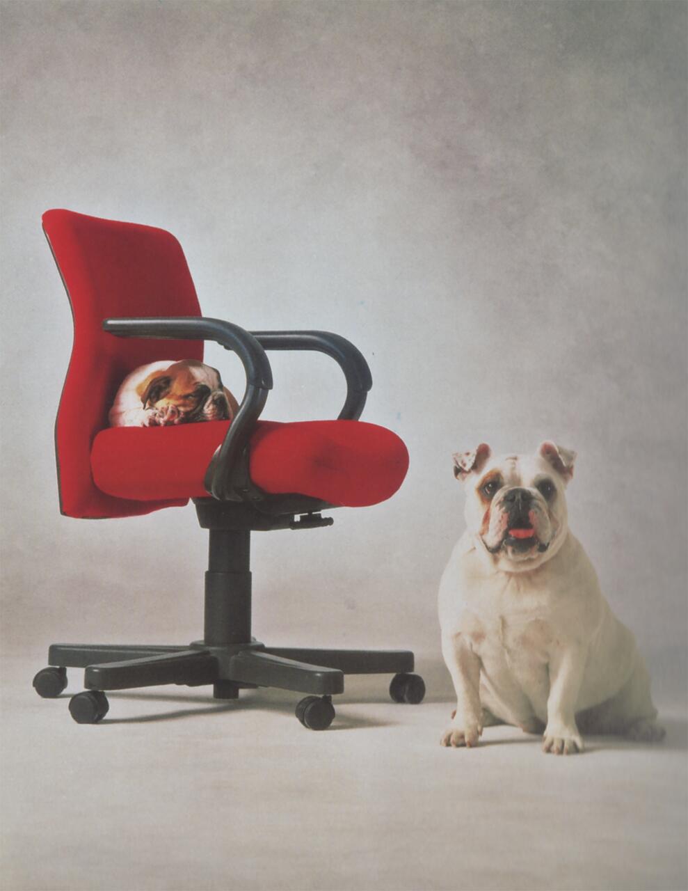 A sleeping dog curls up on a red office chair, while an alert bulldog sits on the floor beside it against a neutral background.