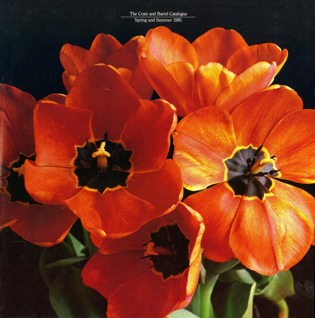 Bright red and orange tulips with black centers against a dark background.