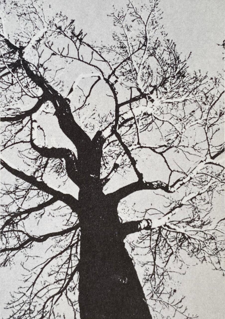 Black and white graphic of a bare tree viewed from below, with branches extending outward against a light background.