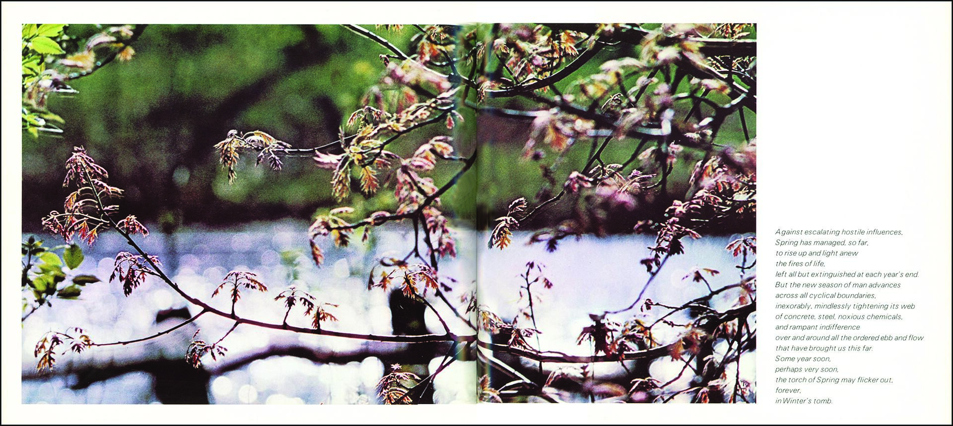 Branches with young spring leaves against a blurred background of water and greenery.