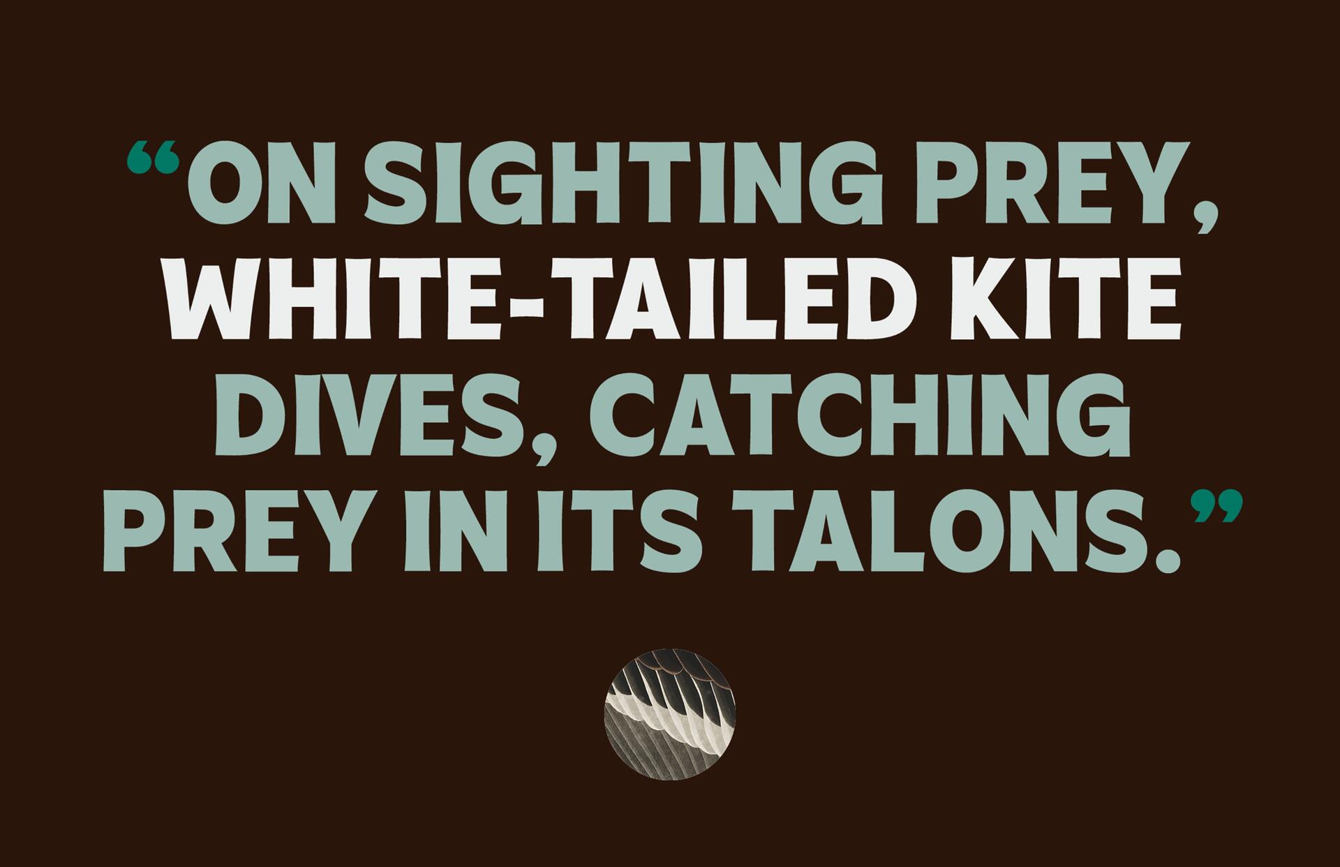 Bold text on a dark background reads: “On sighting prey, white-tailed kite dives, catching prey in its talons.” Below is a circular image of bird feathers.