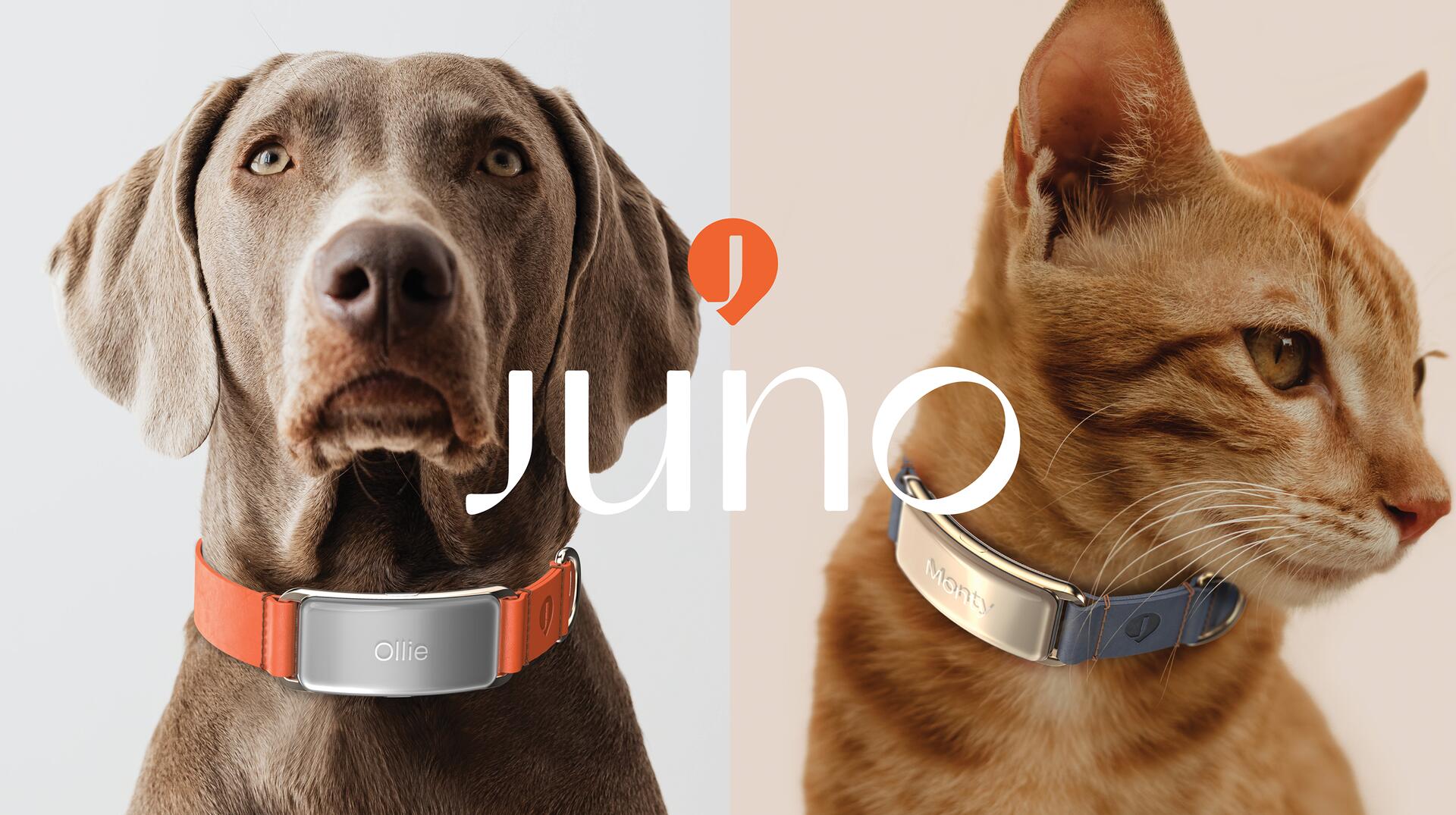 Brown dog with an orange collar labeled "Ollie" and an orange cat with a blue collar labeled "Monty," both against a split background. The text "juno" overlays the center.