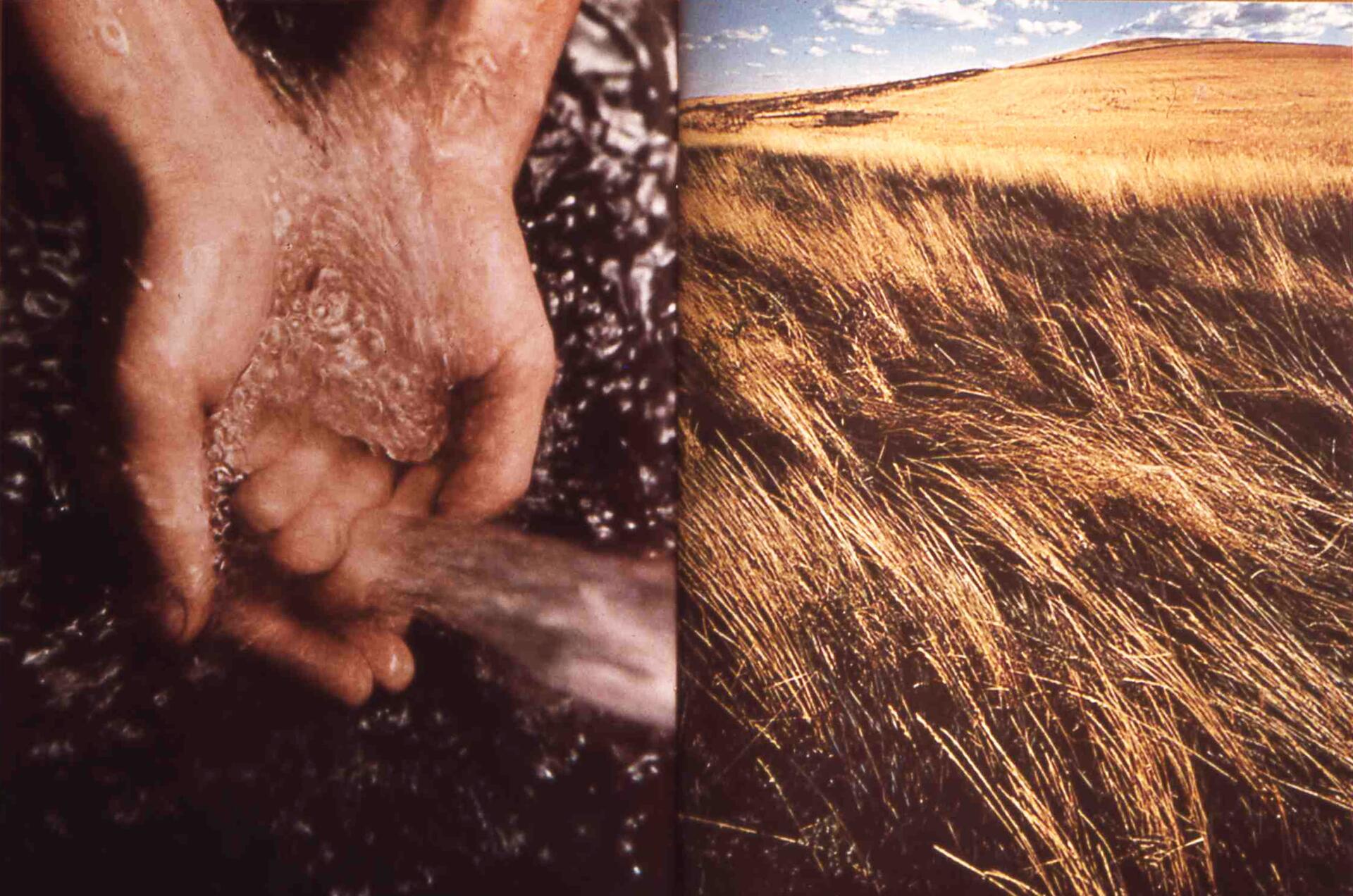 Hands cupping flowing water on the left; golden field with wind-blown grass under a blue sky on the right.