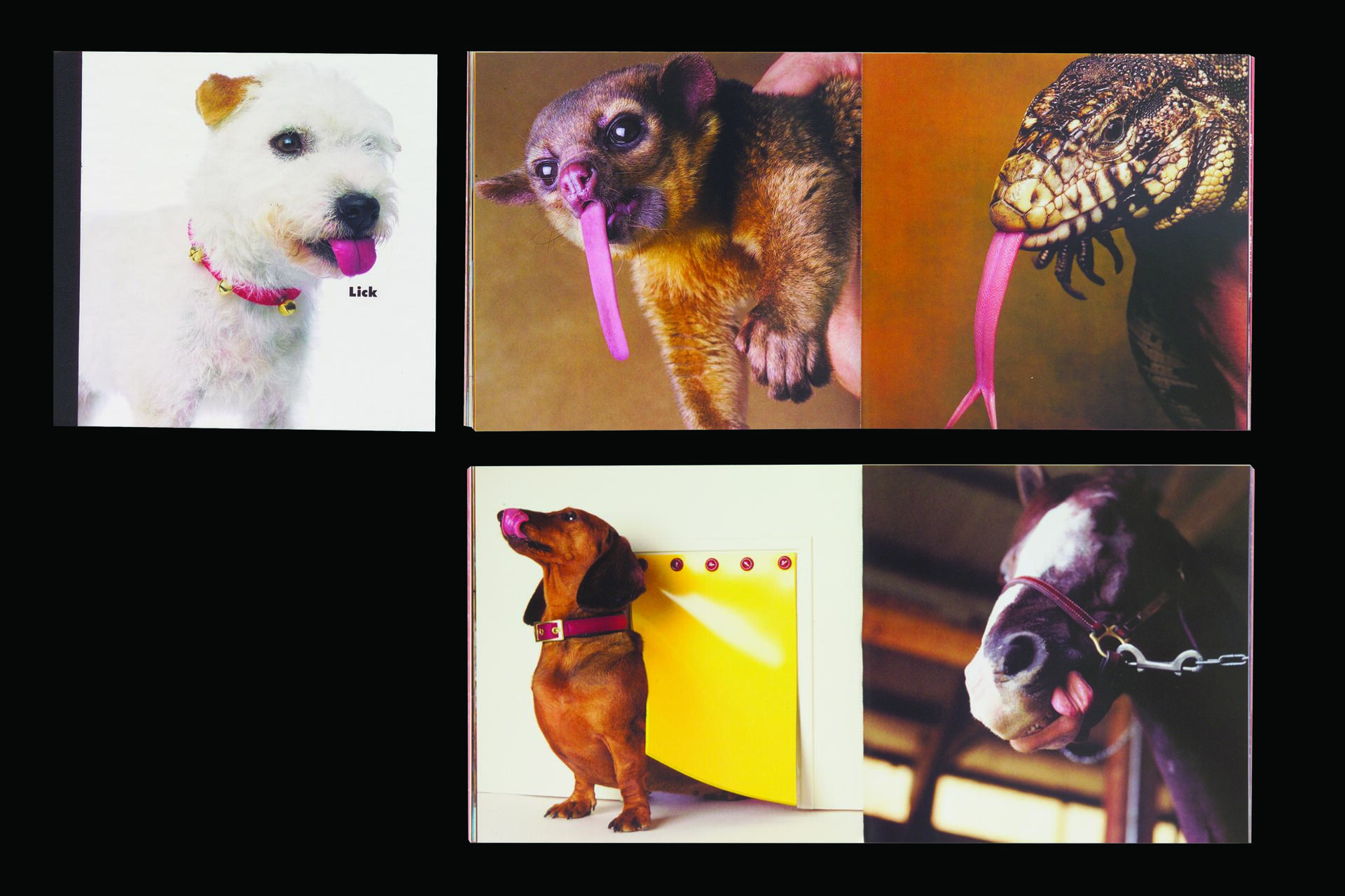 A collage featuring various animals with tongues out: a white dog, a kinkajou, a lizard, a dachshund looking up at a yellow flap, and a horse. Each animal is photographed separately.