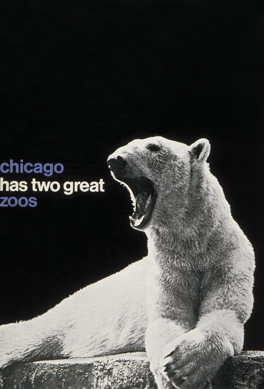A polar bear with its mouth open, sitting on a rocky surface against a dark background.