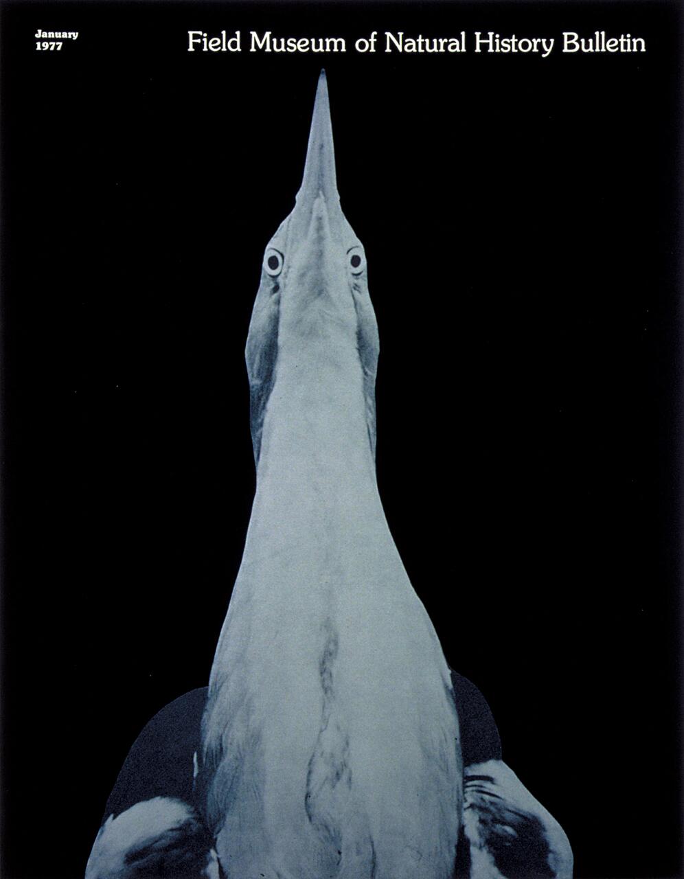 Monochrome photograph of a bird with a long beak, viewed from below against a black background. text: Field Museum of Natural History Bulletin.