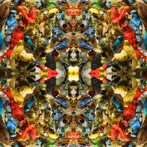 16C-031_Wallpaper (Birds)_Bob Faust